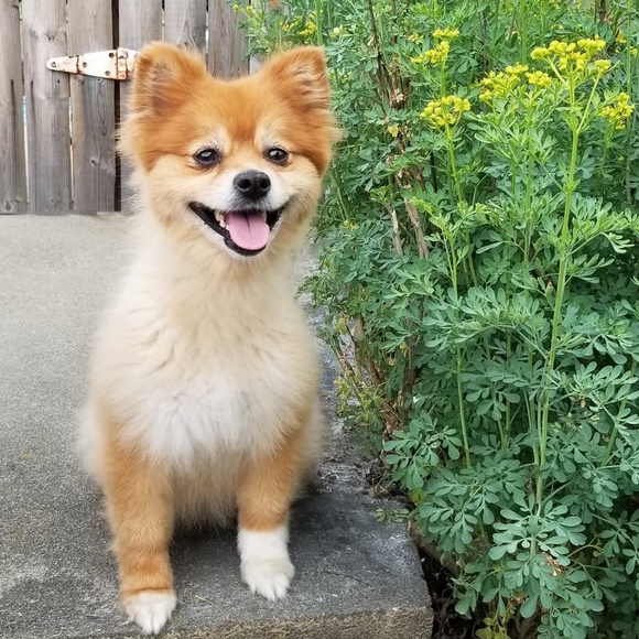 Meet your Posher, Sandra - Picture 3 of 4